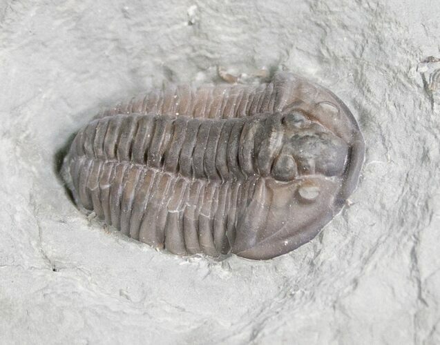Flexicalymene Trilobite from Ohio - D #5910